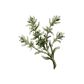 Pale Wildherb, an item in Vireldan Idle